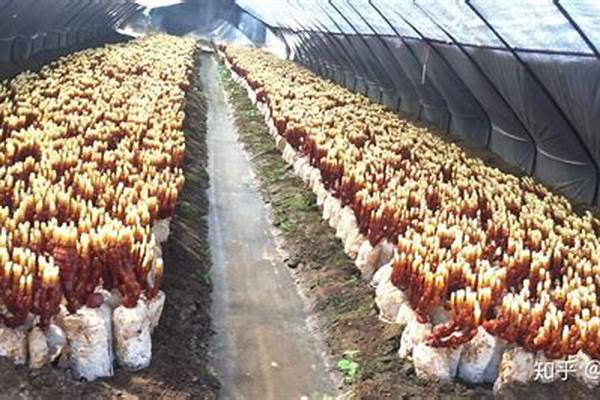 九叶灵芝电商孵化基地可靠吗