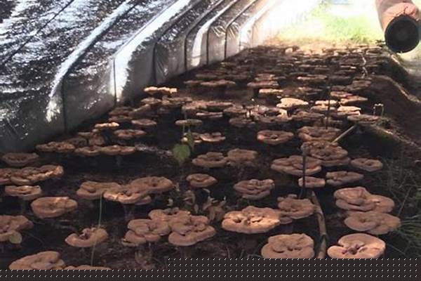 九叶灵芝草是谁的