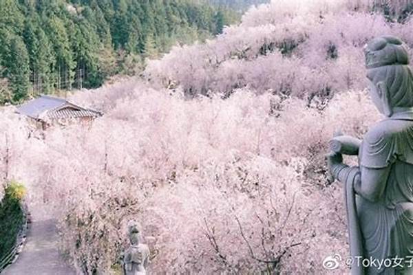 枝垂樱林全部秘宝
