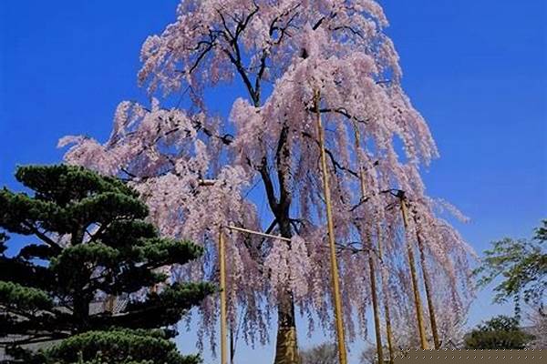 枝垂樱林攻略樱花