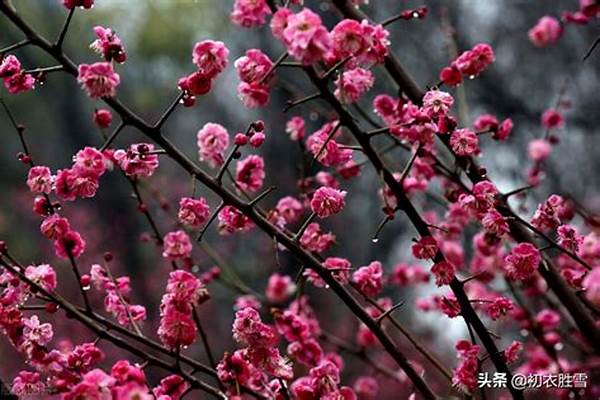 梅花的秉性是什么(梅花秉性的中国人)