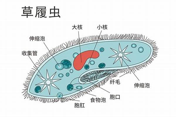 草履虫的结构名称及作用